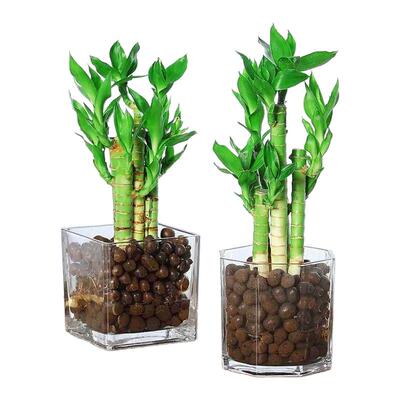 富贵竹室内招财绿植荷花竹