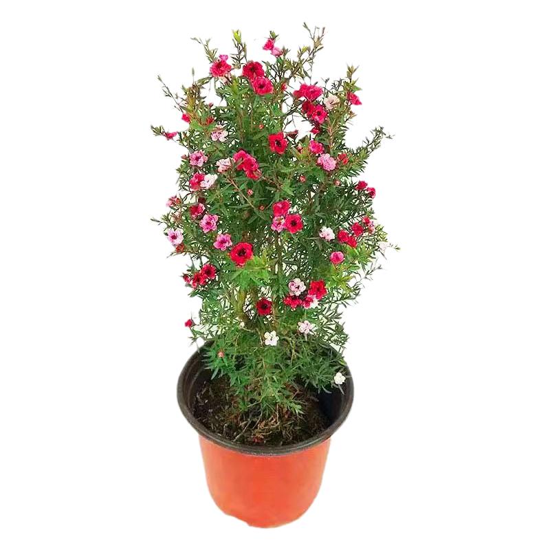 好养的花卉绿植松红梅盆栽带花苞