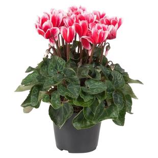 仙客来盆栽带花特大号兔子花卉植物室内重瓣蝴蝶兰好养苗庭院阳台