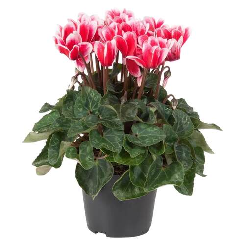 仙客来盆栽带花特大号兔子花卉植物室内重瓣蝴蝶兰好养苗庭院阳台