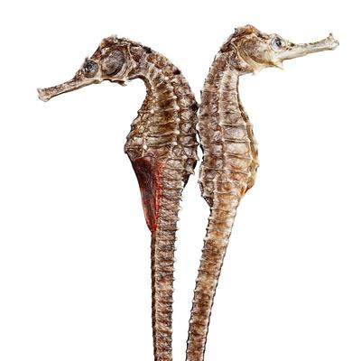 三斑海马干货公母配对炖汤泡酒