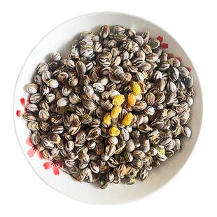 杨拉罐洋辣子罐蛋活包邮幼虫高蛋白粮食钓鱼鱼饵鸟仓鼠零食坦克虫