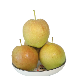 产地优选香梨山西隰县玉露香梨应季整箱水果新鲜包邮送礼顺丰速达