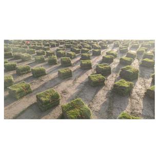 马尼拉草皮产地直销百慕大草皮产地直销大量提供草皮50平起批包邮