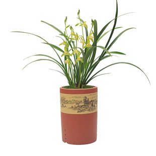 兰花苗 朱德素 建兰名品四季兰大荷素浓香素心好养花卉夏季带花苞