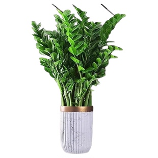 金钱树盆栽大型好养绿植物客厅旺宅树办公室内大花盆乔迁摇钱串子