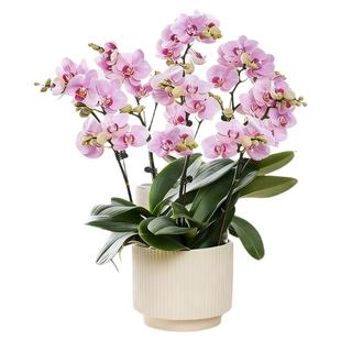 蝴蝶兰精致生活带花盆栽轻奢高级感精品多花剑客厅兰花四季带花苞