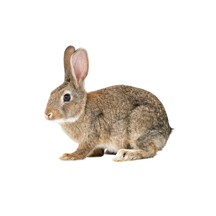 兔里脊新鲜冷冻去骨兔肉无骨兔肉纯兔肉剔骨兔肉农家散养下单现杀