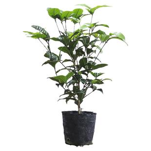 桂花树苗盆栽植物精选室内外阳台庭院四季浓香型八月金桂花卉绿植