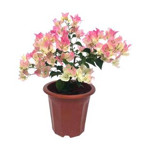 加州黄金三角梅老桩盆栽带花爬藤植物重瓣四季阳台耐热好养活绿樱