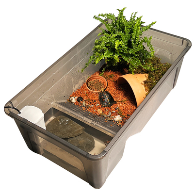 黄缘龟水陆造景大饲养箱