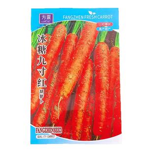 冰糖九寸红胡萝卜种子水果萝卜四季秋冬蔬菜种籽大全胡萝卜种籽