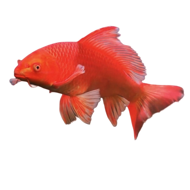 臺灣普身紅色蝴蝶鯉純種貴妃大鰭大尾觀賞魚寵物魚好養(yǎng)耐活冷水魚