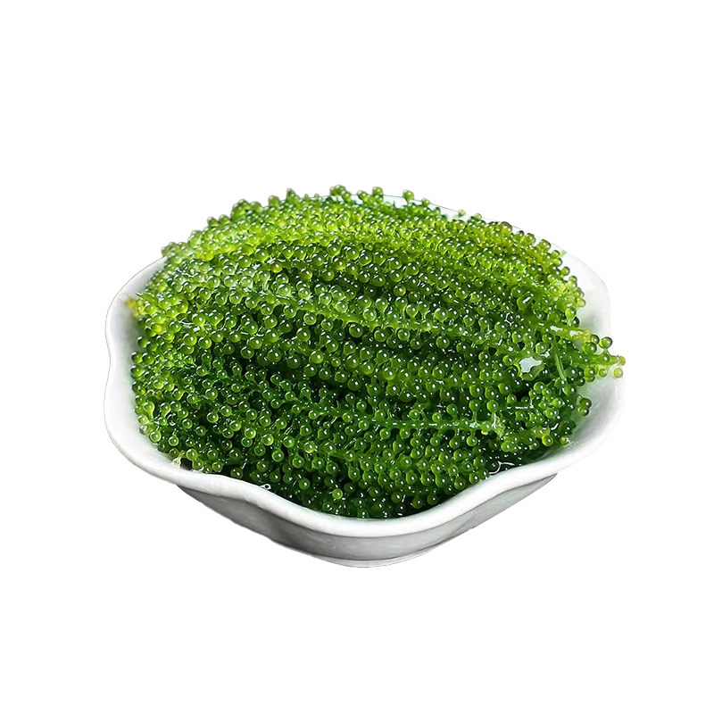 盐渍即食海葡萄新鲜海草海藻海带零食压缩凉拌菜儿童营养健康小吃