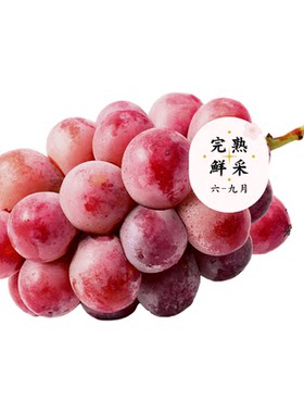 奈木果场云南妮娜皇后葡萄大理宾川红提整串现摘当季高甜顺丰礼盒