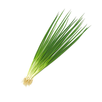 春天种的小葱苗可以盆栽