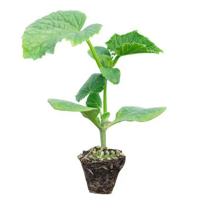 广东黑皮大冬瓜秧苗种籽苗大全菜东瓜蔬菜孑秧苗瓜苗苗子青皮苗秧