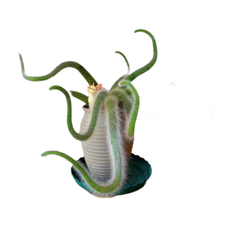 长毛九尾狐多肉植物仙人掌盆栽