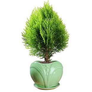 松柏球型黄金柏 洒金柏树苗 松柏树 塔柏龙柏松柏苗 盆栽花卉耐寒