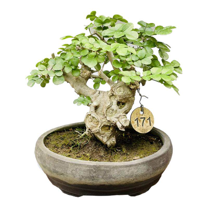 微景园对节白蜡矮霸熟桩盆栽盆景
