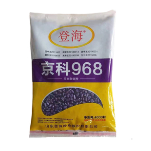 高产国审玉米种子京科968矮秆抗病强抗旱产量高正品原装登海玉米