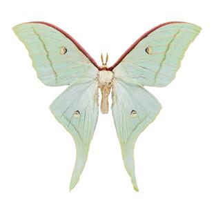 真蝴蝶原蛾绿尾大蚕蛾未展翅蛾子标本制作手工diy材料A1/A-品质