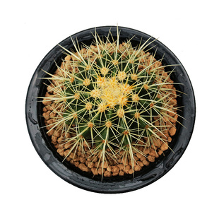 金虎仙人球实生仙人掌多肉植物硬刺开花小盆栽办公室桌面开花美观