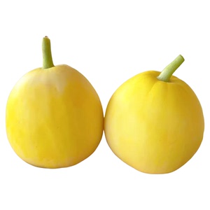 山东头茬小蜜蜂甜瓜小蜜罐星甜20