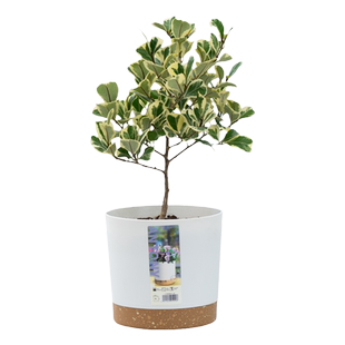 心叶榕棒棒糖盆栽牛奶爱心榕盆景花卉室内绿植三角榕锦好养活植物