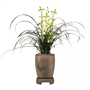 蕙兰老八种大一品正品兰花带花苞阳台室内花卉绿植盆栽