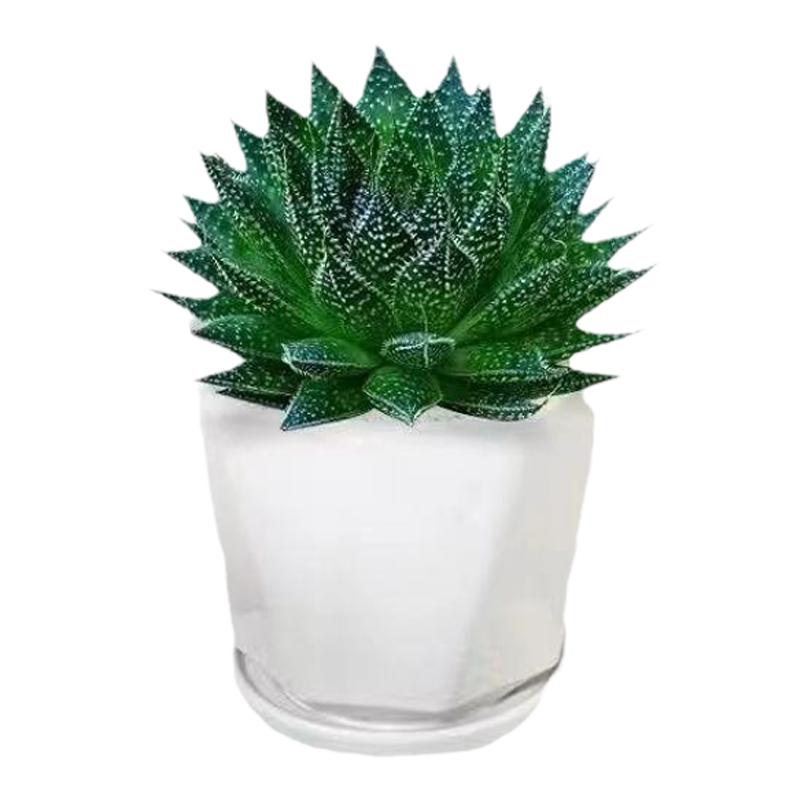 雪花波露芦荟盆栽室内植物桌面绯花玉黄芯芦荟芦荟苗雪花芦荟小苗