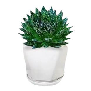 雪花波露芦荟盆栽室内植物桌面绯花玉黄芯芦荟芦荟苗雪花芦荟小苗