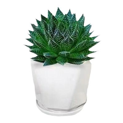 雪花波露芦荟盆栽室内植物桌面绯花玉黄芯芦荟芦荟苗雪花芦荟小苗