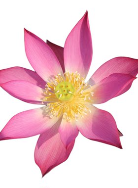 新品种《砚池》微莲苑姜永慧