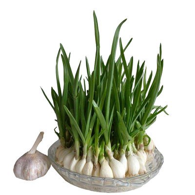 蒜苗韭葱种子四季蔬菜