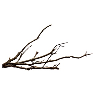 鱼缸造景沉木黄梨枝骨架树桩1.2米南美装饰树根原木全套成品套装