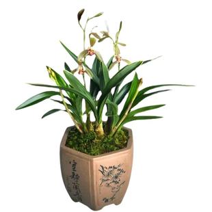 金边矮种兰花草带花苞四季建兰达摩禅月浓香室内客厅阳台花卉盆栽