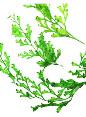 diy乌蕨押花滴胶儿童植物标本
