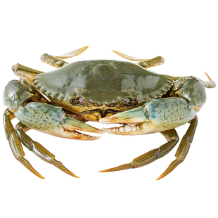三门青蟹鲜活特大全母红膏海蟹黄油海鲜水产红鲟蝤蠓肉蟹公母礼盒