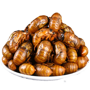 知了猴新鲜2025金蝉幼虫鲜活现捕炸蚕蛹结了龟爬叉猴烧烤野