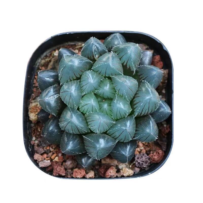 玉露蓝色多肉晶莹剔透冰灯玉露
