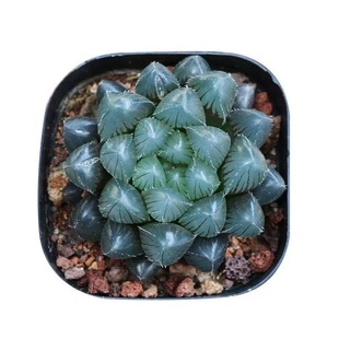 高级稀有玉露蓝色多肉植物蓝镜无暇冰灯玉露办公室十二卷室内盆栽