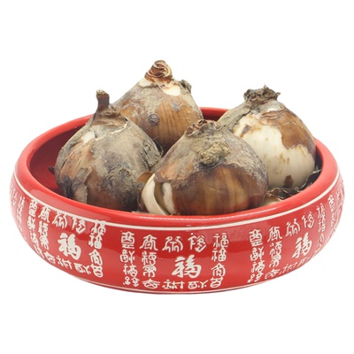 【含盆单瓣套餐】漳州水仙花种球室内水养盆栽水培花冬季花卉水仙