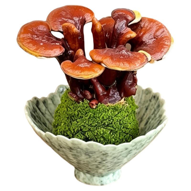 灵芝盆栽苔藓球水培植物办公室内桌面绿植