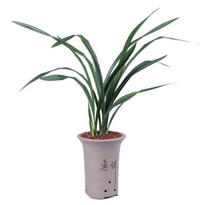 高宅兰花大屯麒麟报岁香奇盆栽