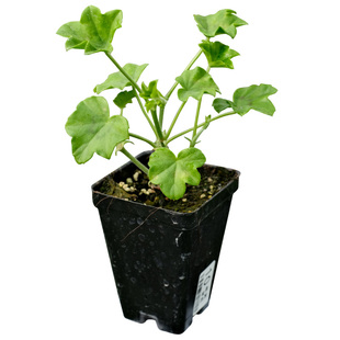 虹越园艺家天竺葵花苗盆栽直立大花特出垂吊阳台家庭庭院四季