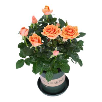 玫瑰花苗特大花盆栽带花苞发货