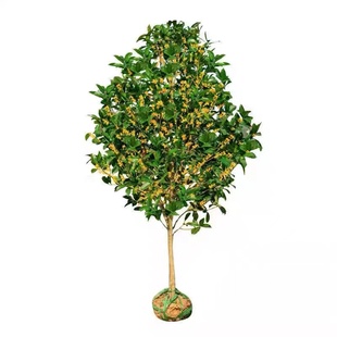 原生金桂花树苗地栽防辐射吸甲醛观叶八月桂花树庭院室内种植大树