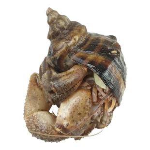 大连海鲜海货特产鲜活网红活体食用新鲜椰子蟹超大寄居蟹海怪虾怪