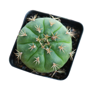 实生勇将仙人球趣味开花白花裸鄂属仙人掌多肉植物桌面阳台小盆栽